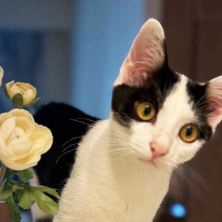 チェス♂白黒猫5ヵ月※初参加