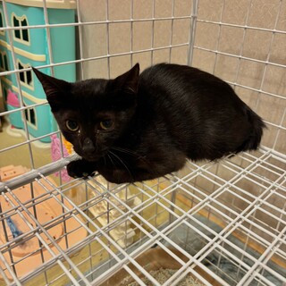 可愛い黒猫の女のこ