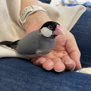 人懐っこい文鳥の女の子