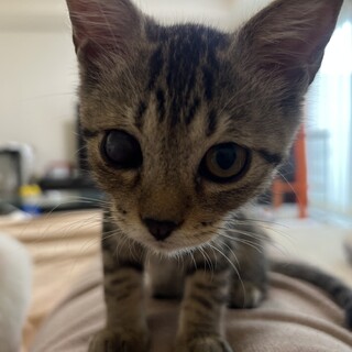 右目失明でも可愛さ全開！エアーフミフミ発動甘えん坊