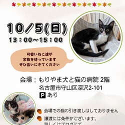 ねこの譲渡会 inもりやま犬と猫の病院