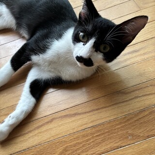 トライアル予定★可愛いオリバーくん