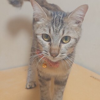 美猫で人が大好き‼️アメショ柄のここなちゃん♥️