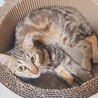 美猫で人が大好き‼️アメショ柄のここなちゃん♥️ サムネイル5