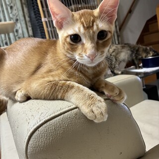 ありがとうございました★可愛い茶虎のローマくん