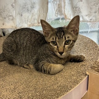 かわいいキジ虎　ポコくん