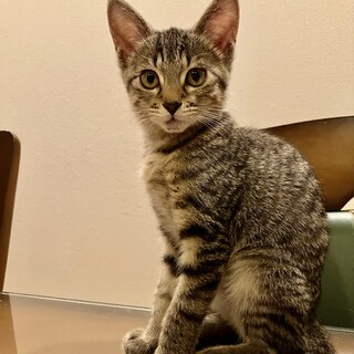 ありがとうございました★可愛らしい　シュシュちゃん