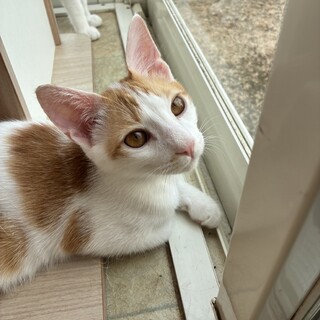 ありがとうございました★可愛い茶白のスーくん