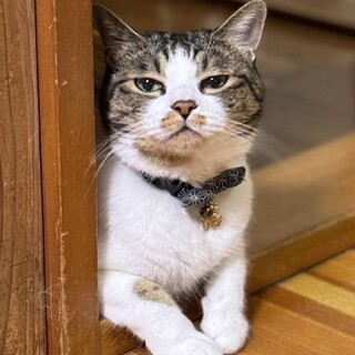 6歳のキジ白の男の子。穏やかな性格です。