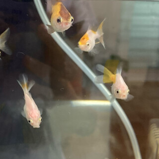 オランダ金魚稚魚