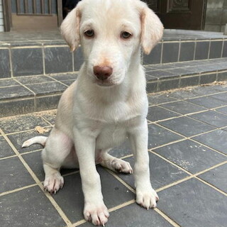 人の手で育った甘えん坊のオス子犬