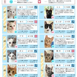 9月21日保護猫譲渡会の参加猫一覧