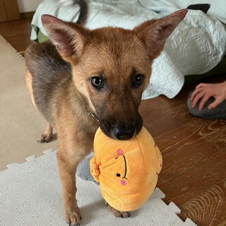 小ぶり予想の人が好き甘えん坊おす子犬