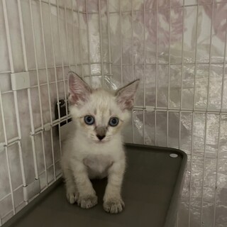 甘えん坊で人が好きな女の子