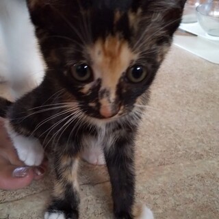 元気な女の子です！