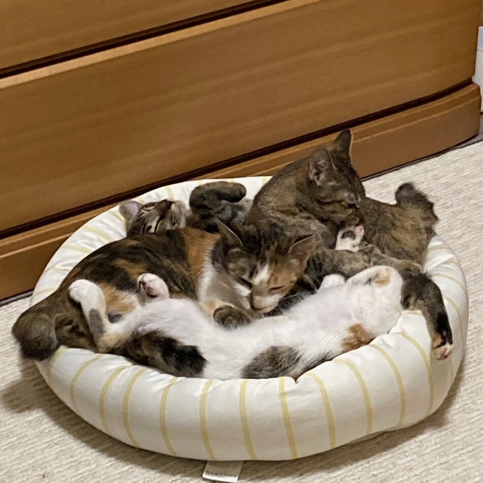 梅呼のカバー写真