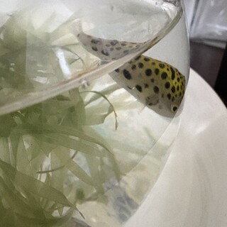 【至急里親募集】可愛いミドリフグの子１匹