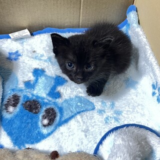 黒猫の人懐っこい男の子