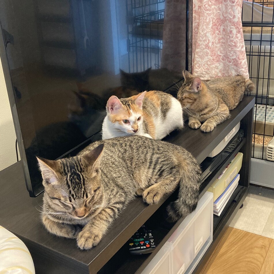 くるみのカバー写真