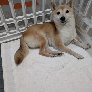 豆柴ちゃん　ひなちゃん　4歳