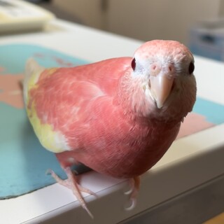 里親決まりました！ご協力ありがとうございました！