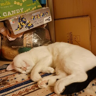 甘え上手なリボンちゃん