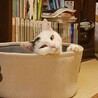 多頭飼育向け！猫たらしな女の子 サムネイル3