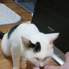 多頭飼育向け！猫たらしな女の子 サムネイル4