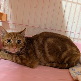 急募！！危険な場所にリリースの子の命を繋げたい