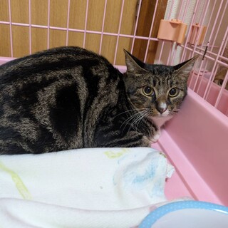 急募！！危険な場所にリリースの子の命を繋ぎたい