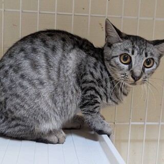 急募！！危険な場所にリリースの子の命を繋げたい