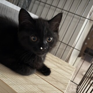 黒猫。 断捨離中出品 残像残りすぎ」 黒ねこがごはん待ち 多頭飼いならではの光景に