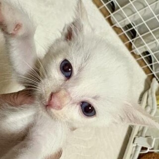 青目 真っ白 シャムミックス 1ヶ月半 男の子