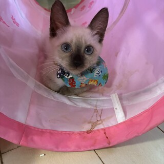 9/21ドン・キホーテ譲渡会参加猫シャムmix子猫