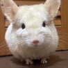 チンチラ飼ってます！