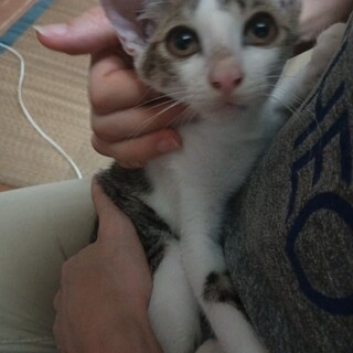 猫初心者向け丸いお目目白 キジ♂ スリゴロ 3ヶ月