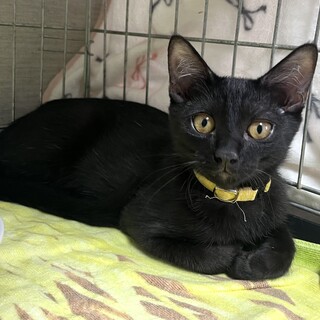 里親決定。尻尾の長い黒猫杉くん