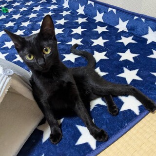 自分からお家に入ってきた黒猫★スーちゃん