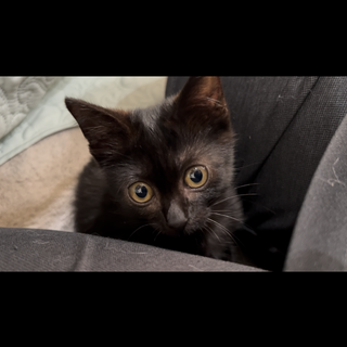 デレデレ甘々のかわいいあんこちゃん