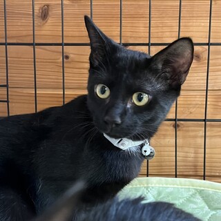 里親決定。黒猫ワトソン君去勢済み