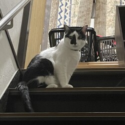 新猫部屋つくり　Vol.11