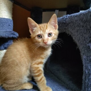 甘えたいけどちょっとびびりなはまゆん（破魔弓）