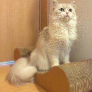 甘えん坊のミヌエットの女の子