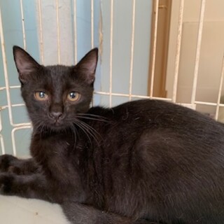 黒豹のようなかっこいい黒」東京都 - 猫の里親募集(358468) 1