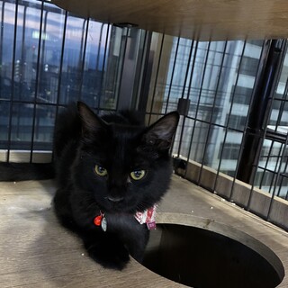 10/19ドン・キホーテ譲渡会参加黒子猫毛足長め♂