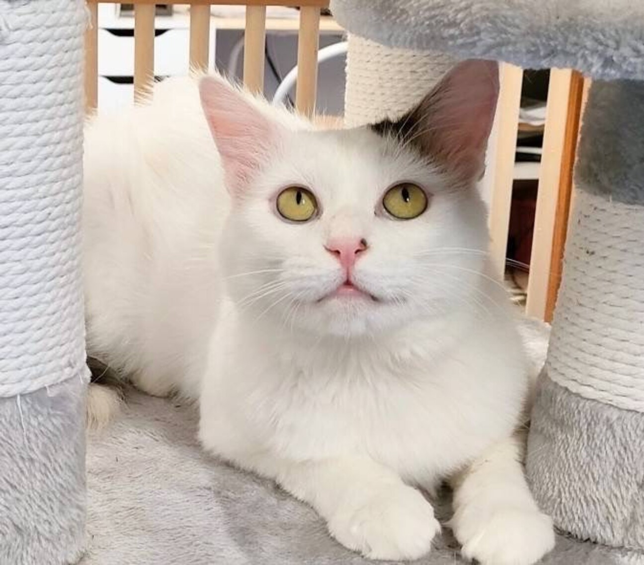 完成order◯ねこ☆プロフ一読お願いします☆さま専用 完成order◯ねこ☆プロフ一読お願いします☆さま専用