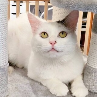 10/26百済山長栄寺譲渡会参加ふわふわ白黒猫♂