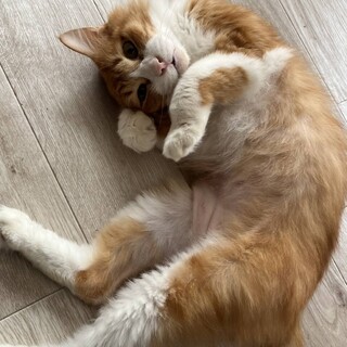 11/16ドン・キホーテ譲渡会参加ノルウェー♂