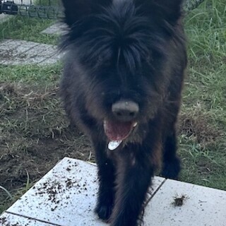 食欲旺盛、元気で人なつっこいテリアMIXもずく