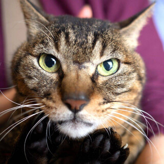 人慣れ◎アン⭐︎キジトラシニア♂